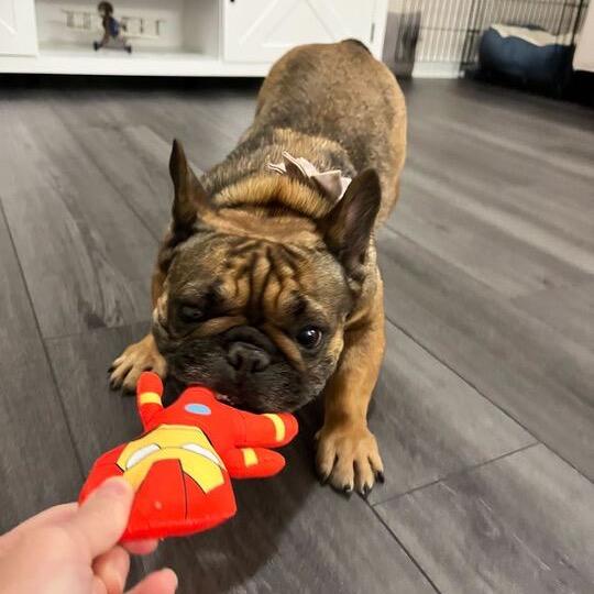 Maguy, a Adoptable French Bulldog in Raleigh, NC image 2/6