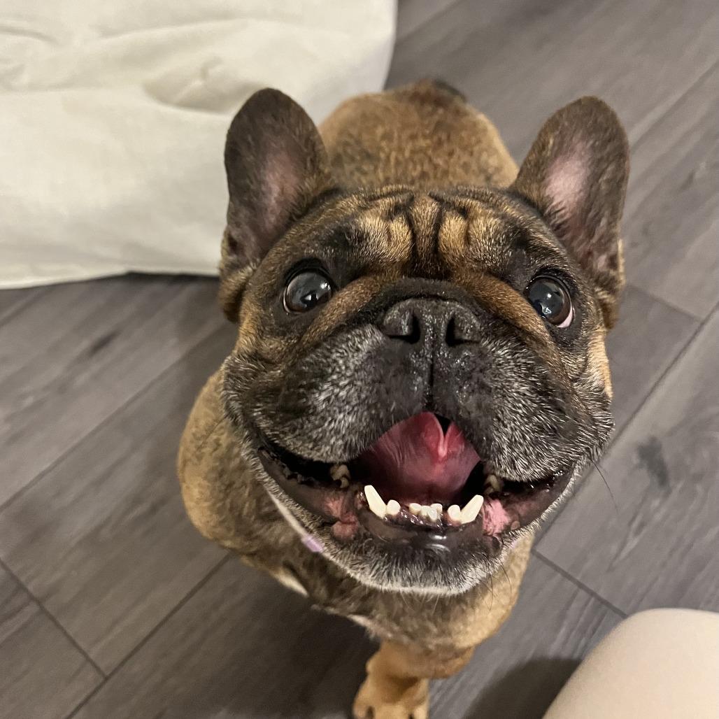 Maguy, a Adoptable French Bulldog in Raleigh, NC image 3/6