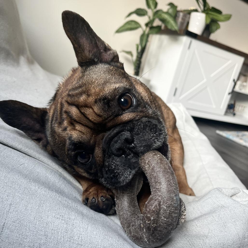 Maguy, a Adoptable French Bulldog in Raleigh, NC image 4/6