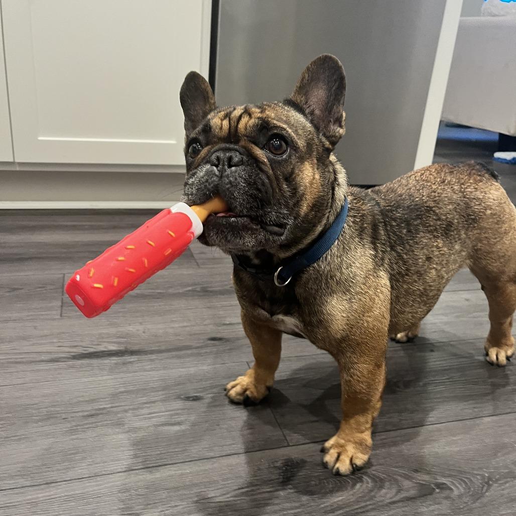 Maguy, a Adoptable French Bulldog in Raleigh, NC image 5/6