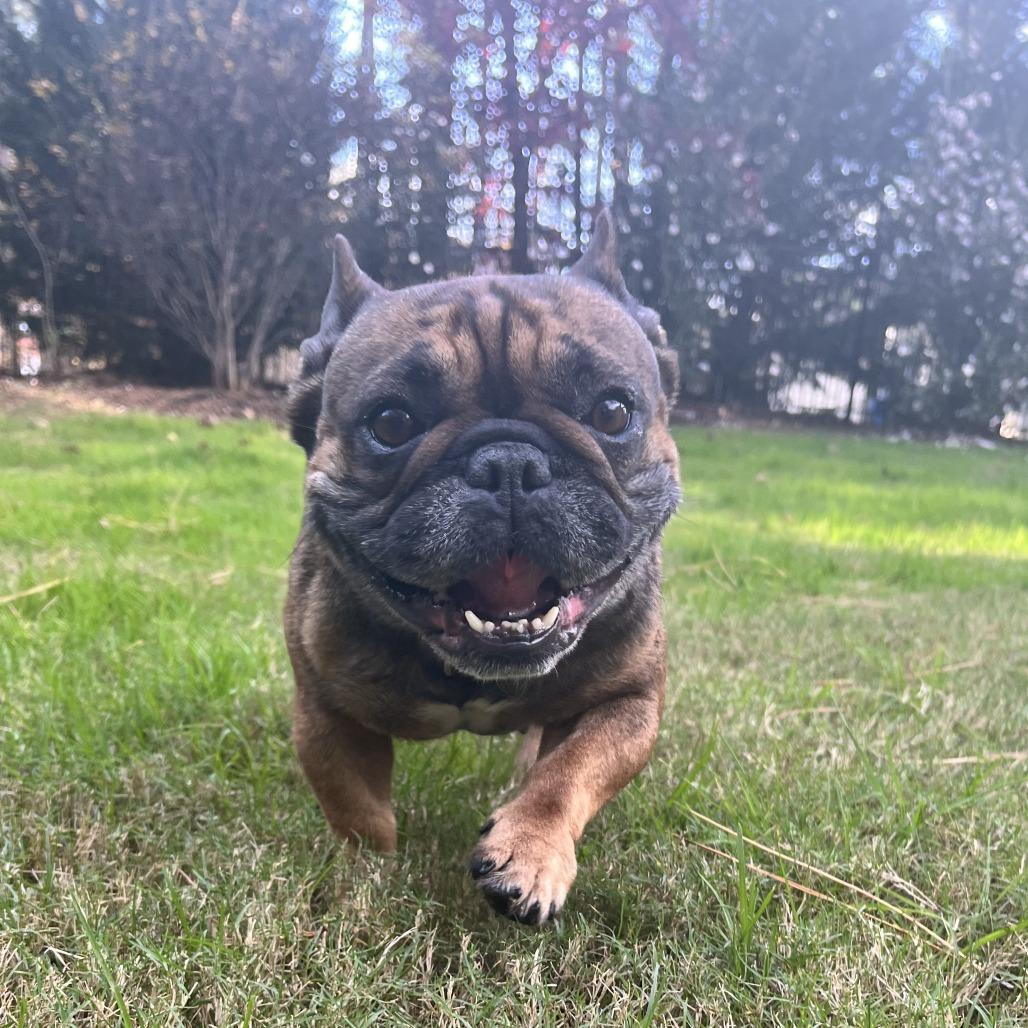 Maguy, a Adoptable French Bulldog in Raleigh, NC image 6/6
