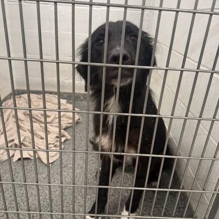 Emily, Adoptable, Adult Female Mixed Breed.