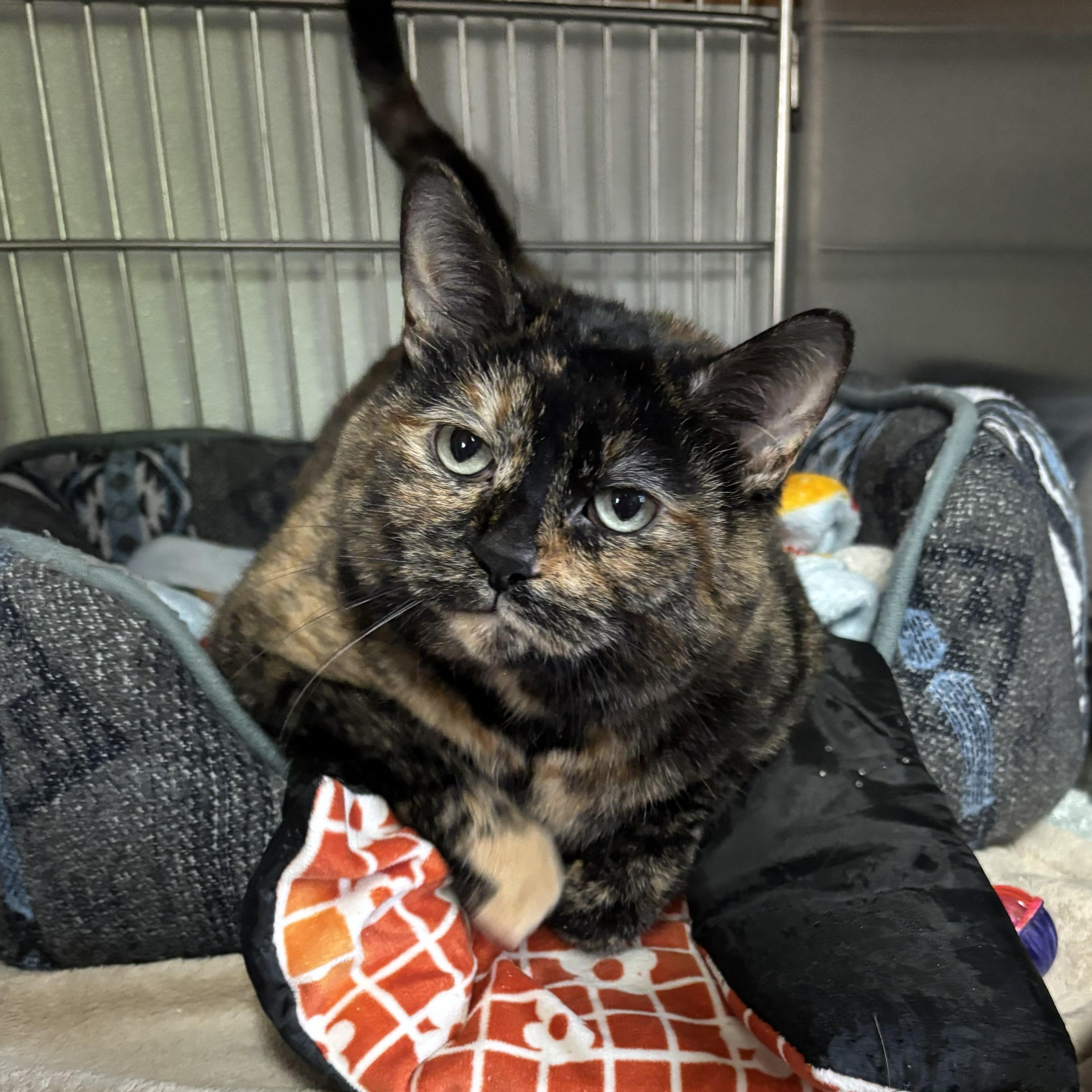 Enlarge Voodoo, an adopted mixed breed in The Dalles, OR image 2/4