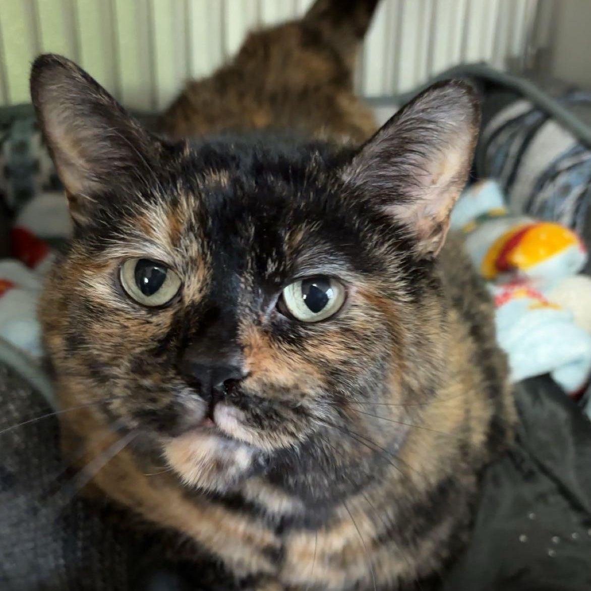 Voodoo, adopted, Senior Female Domestic Short Hair.