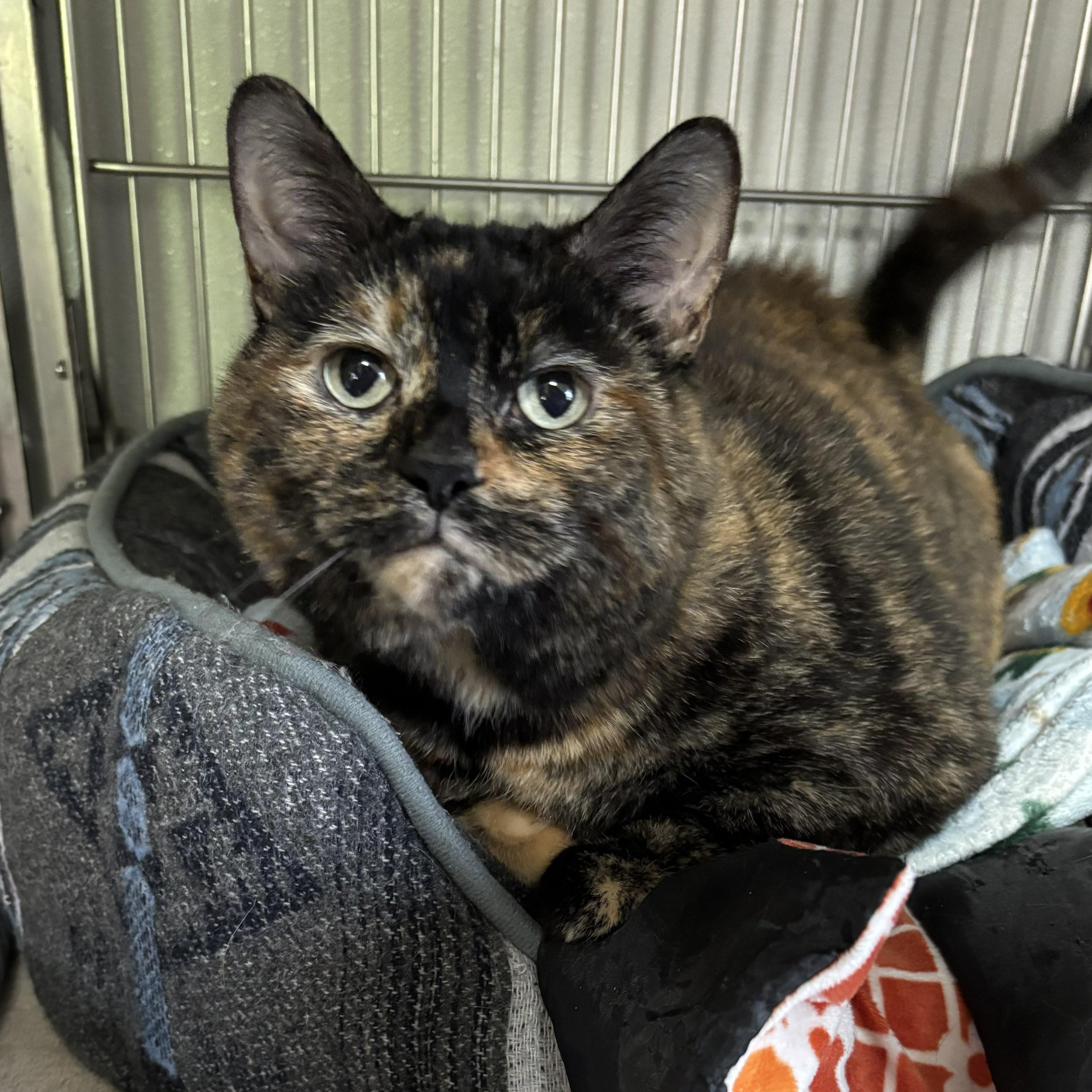 Enlarge Voodoo, an adopted mixed breed in The Dalles, OR image 3/4