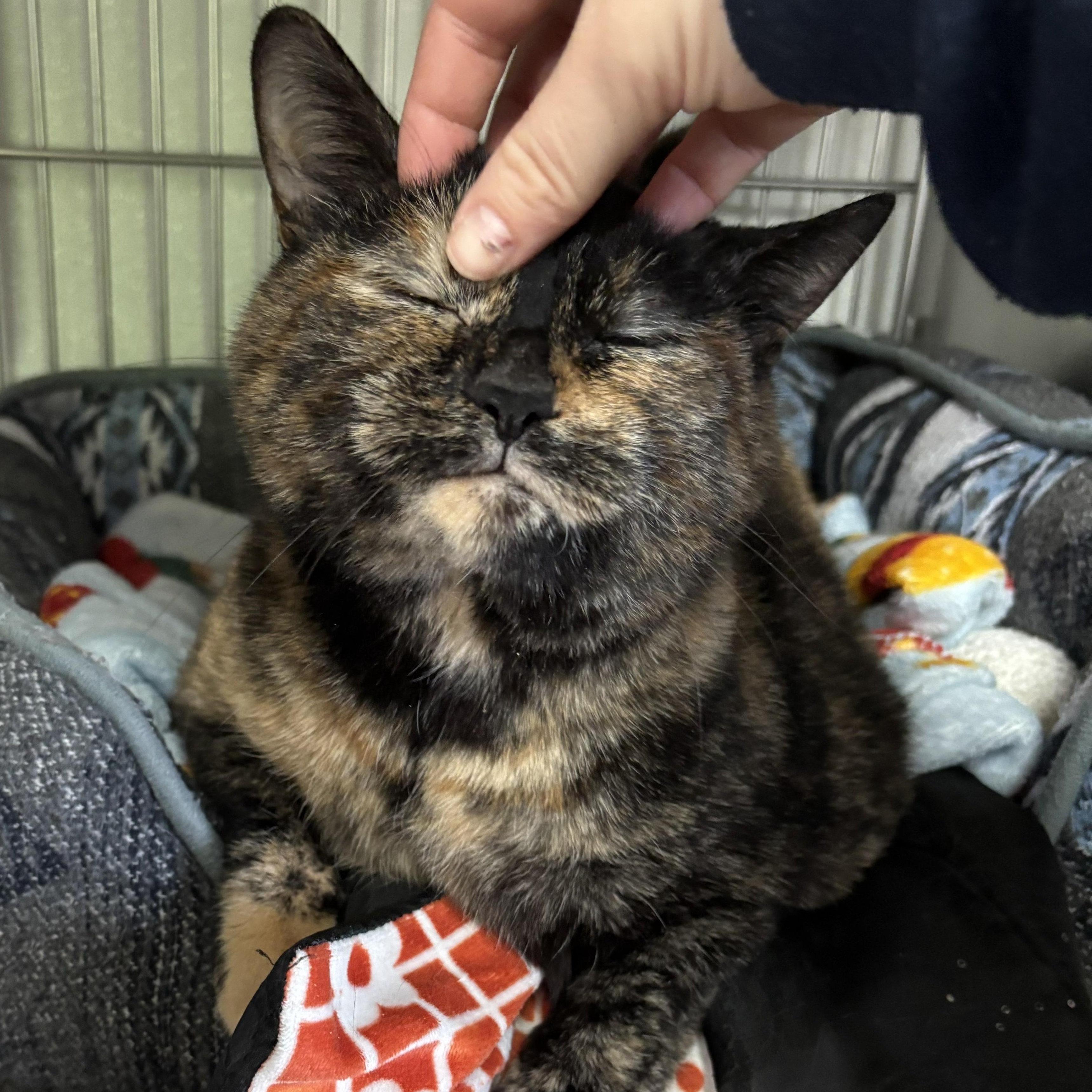 Enlarge Voodoo, an adopted mixed breed in The Dalles, OR image 4/4