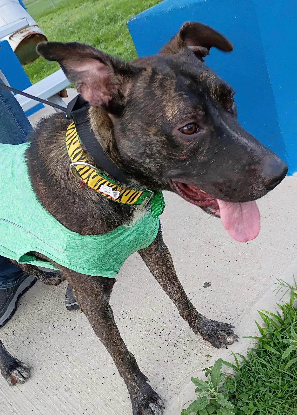 Enlarge Rodger, a Adoptable mixed breed in Portage, WI image 1/3