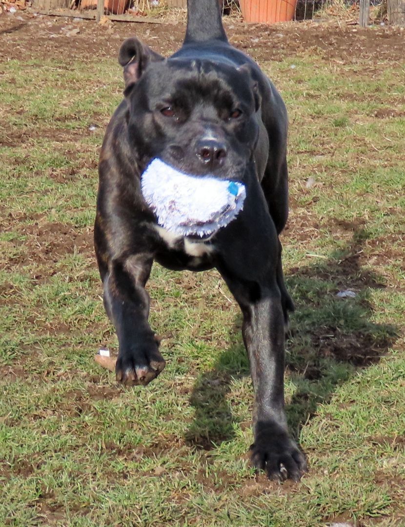 Enlarge 24-55 Bambi, a Adoptable Pit Bull Terrier in Amityville, NY image 8/12