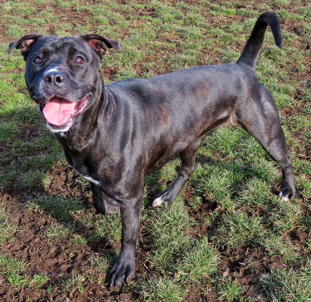 Enlarge 24-55 Bambi, a Adoptable Pit Bull Terrier in Amityville, NY image 9/12