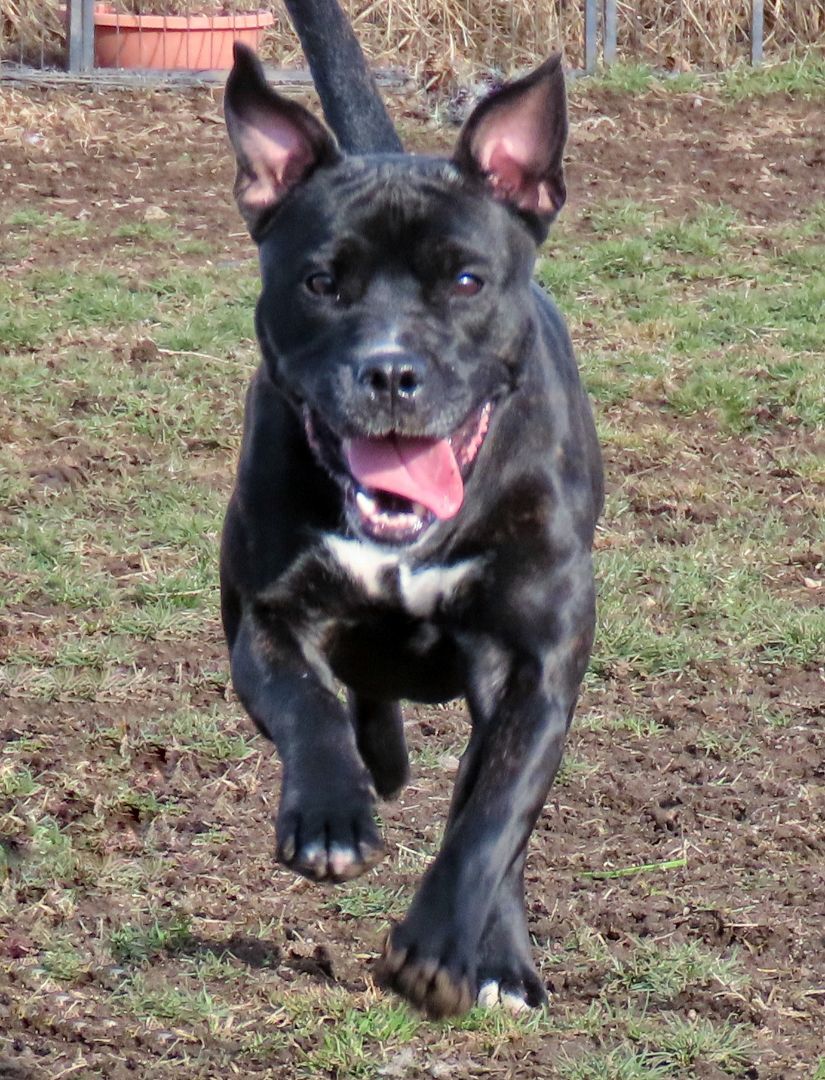 Enlarge 24-55 Bambi, a Adoptable Pit Bull Terrier in Amityville, NY image 10/12