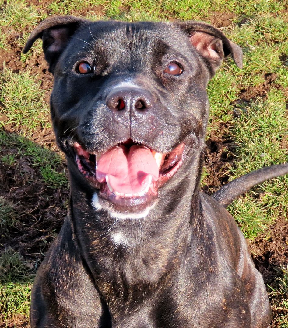 24-55 Bambi, a Adoptable Pit Bull Terrier in Amityville, NY image 1/12