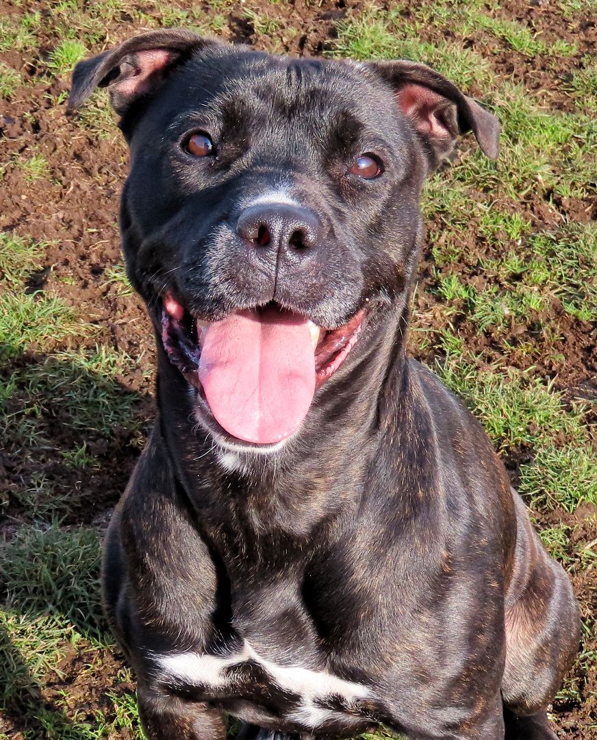 Enlarge 24-55 Bambi, a Adoptable Pit Bull Terrier in Amityville, NY image 11/12