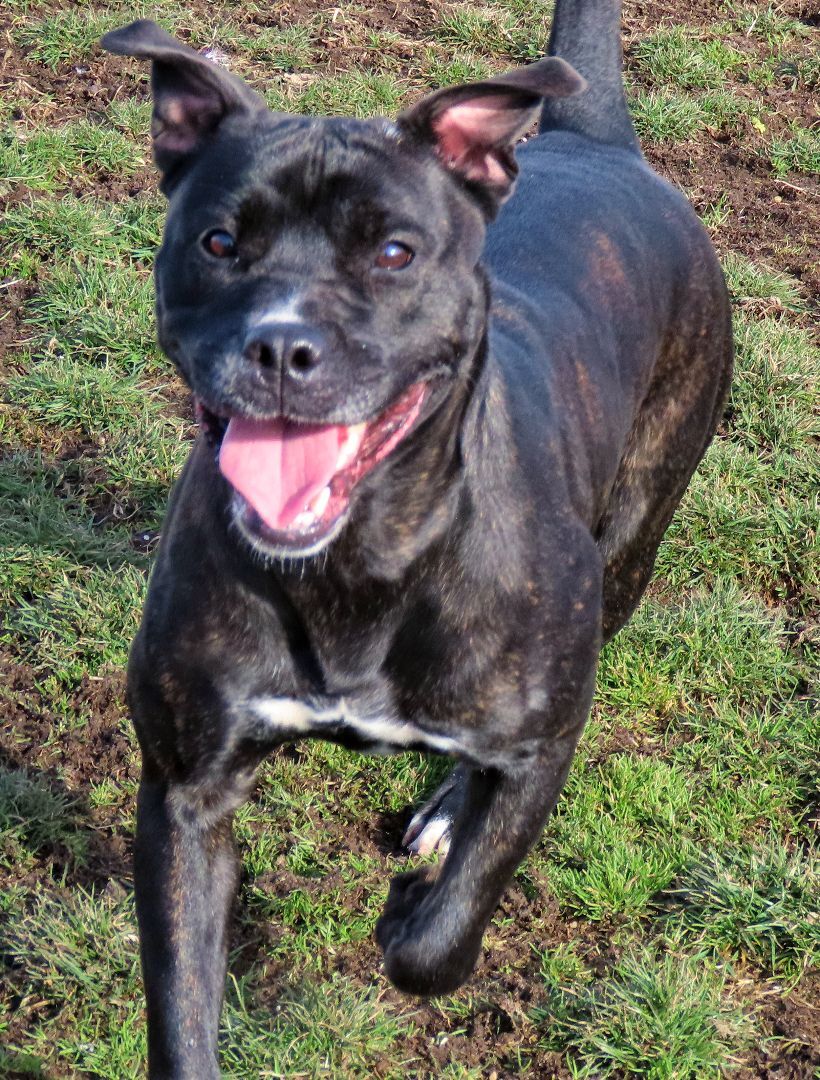 Enlarge 24-55 Bambi, a Adoptable Pit Bull Terrier in Amityville, NY image 12/12