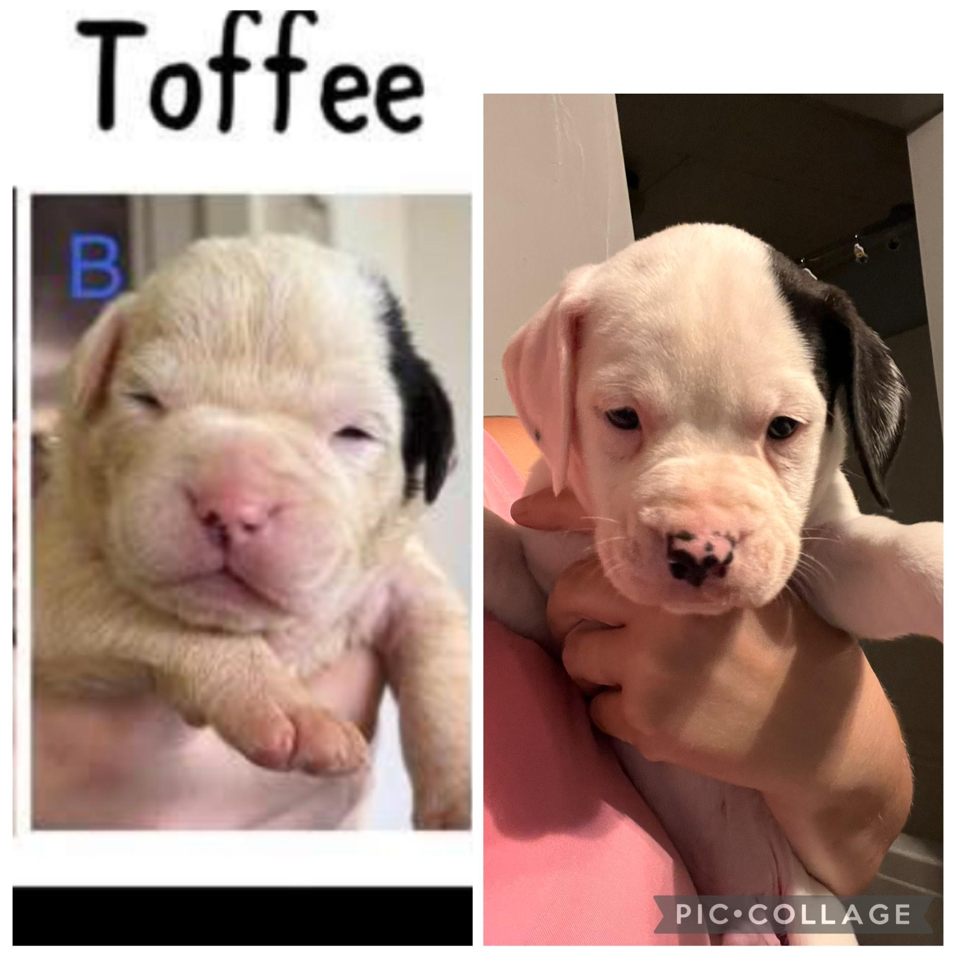Enlarge Toffee, a Adoptable mixed breed in Youngstown, OH image 2/3