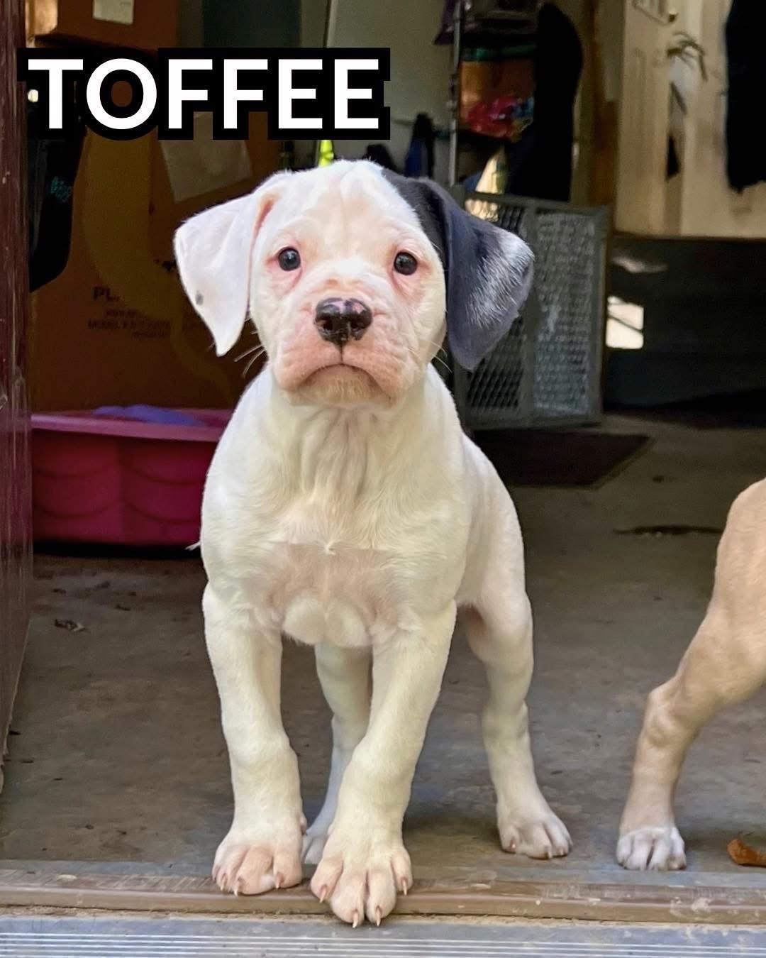 Toffee, Adoptable, Puppy Male Bulldog & Boxer.