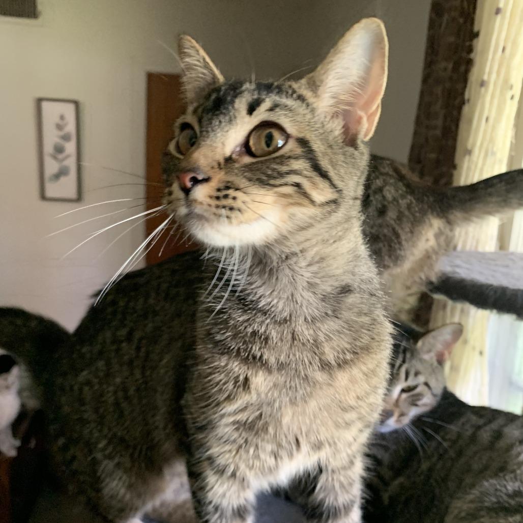 Enlarge Frankie, a Adoptable Domestic Short Hair in Columbus, GA image 1/1