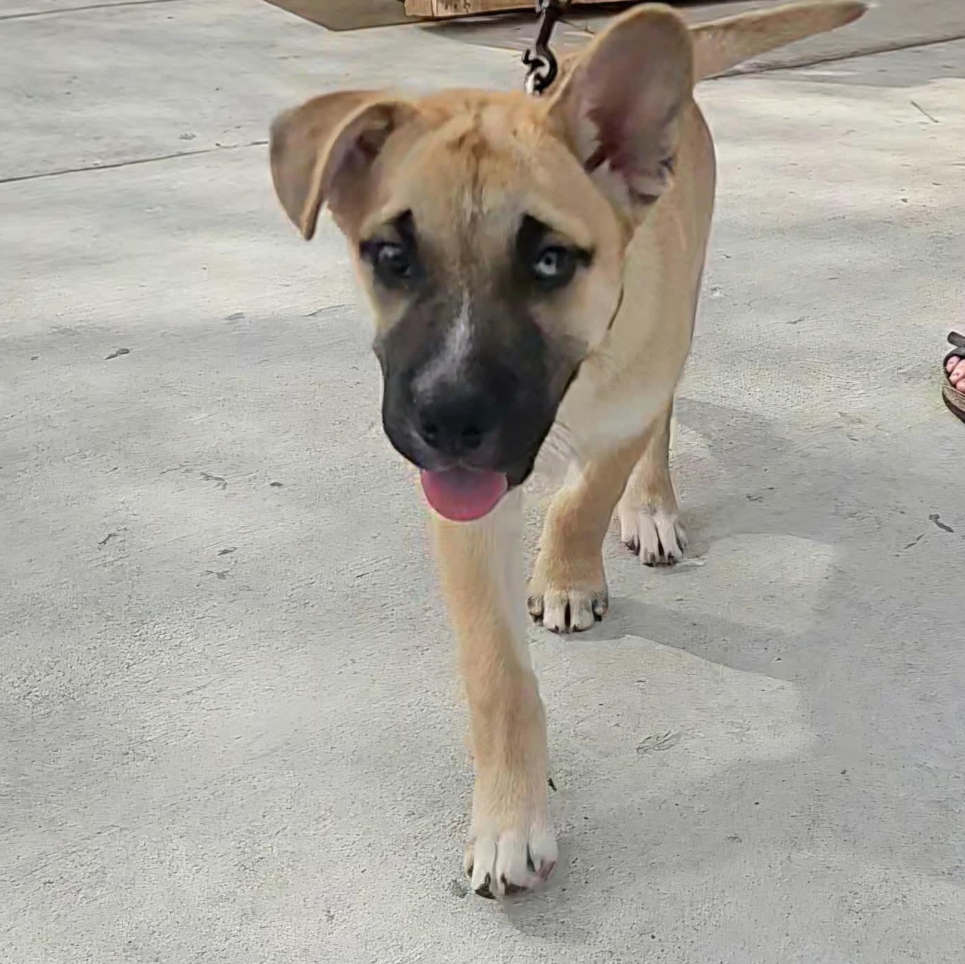 Charlie Brown thumbnail 2