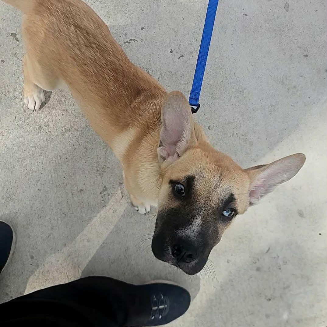 Charlie Brown thumbnail 3