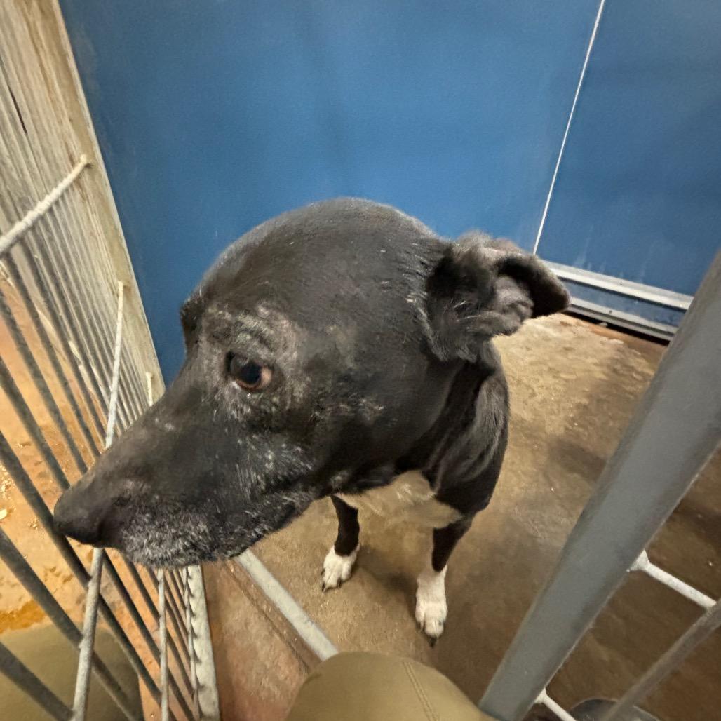 Princess, Adoptable, Senior Female Terrier & Mixed Breed.