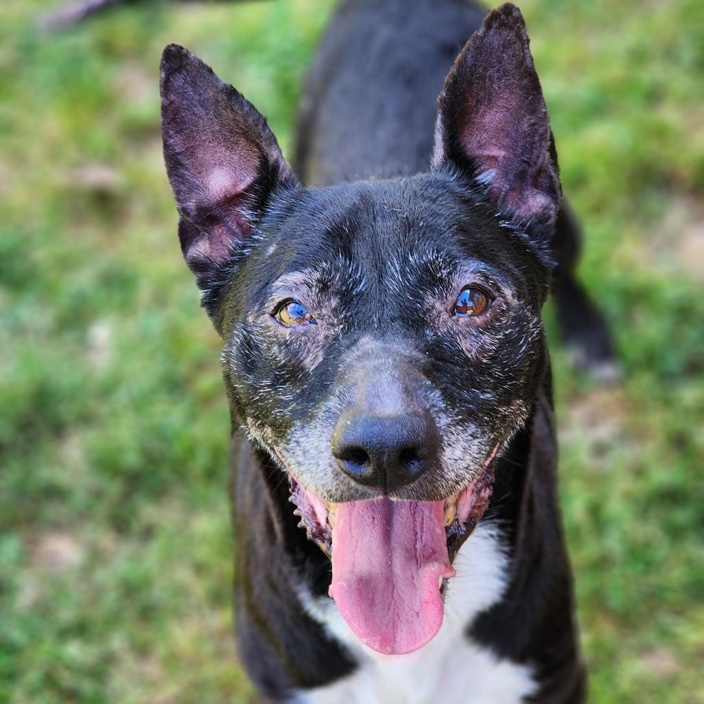 Princess, a Adoptable mixed breed in Montgomery, AL image 2/2