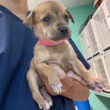 Enlarge Ansley, a Adoptable Mixed Breed in Guaynabo, PR image 1/2