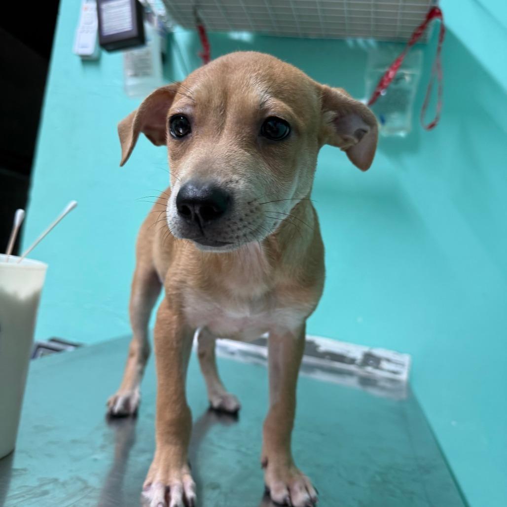 Ansley, Adoptable, Young Female Mixed Breed.