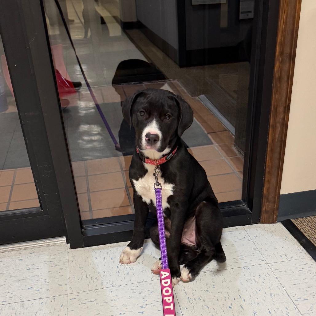 Gretchen- pink, Adoptable, Puppy Female Rottweiler & Mixed Breed.