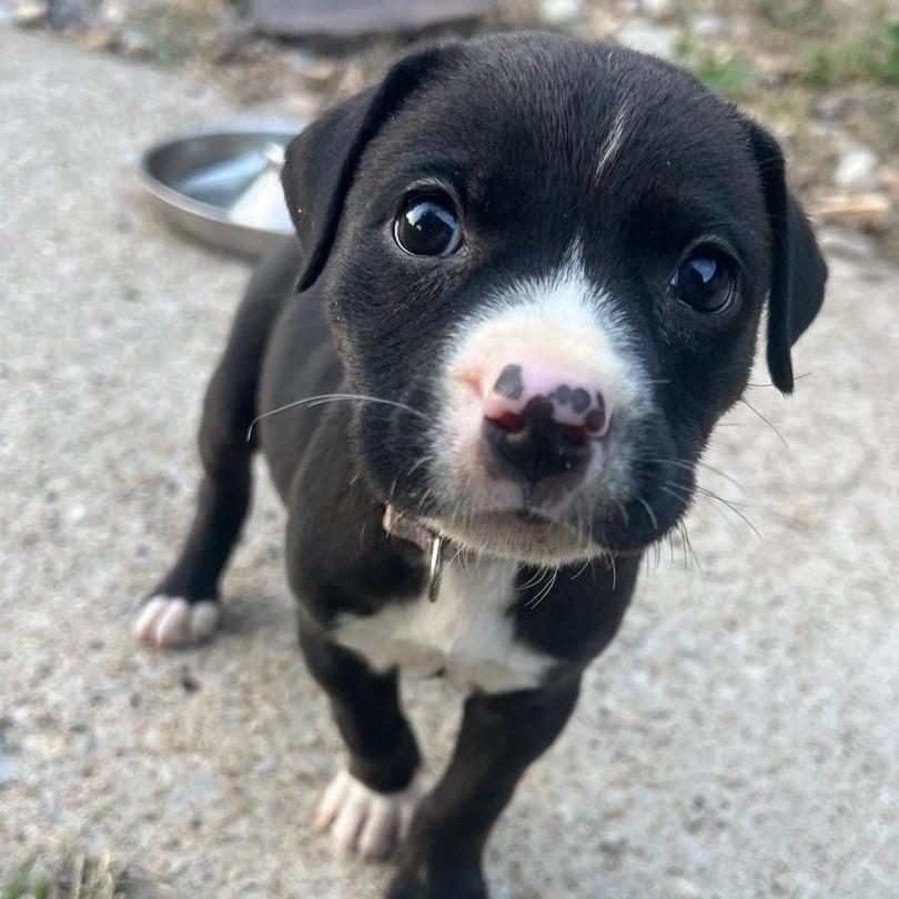Gretchen- pink, Adoptable, Puppy Female Rottweiler & Mixed Breed.