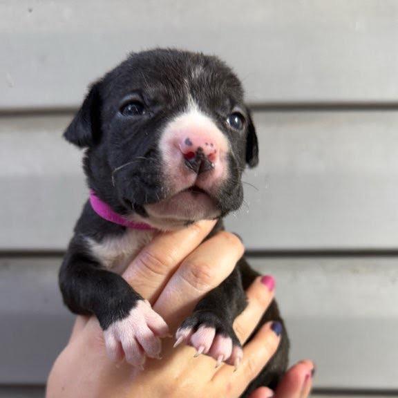 Enlarge Gretchen- pink, a Adoptable mixed breed in Fulton, MO image 2/3