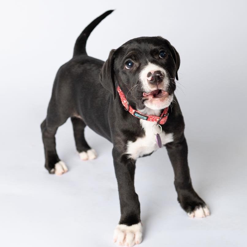 Enlarge Gretchen- pink, a Adoptable mixed breed in Fulton, MO image 3/3