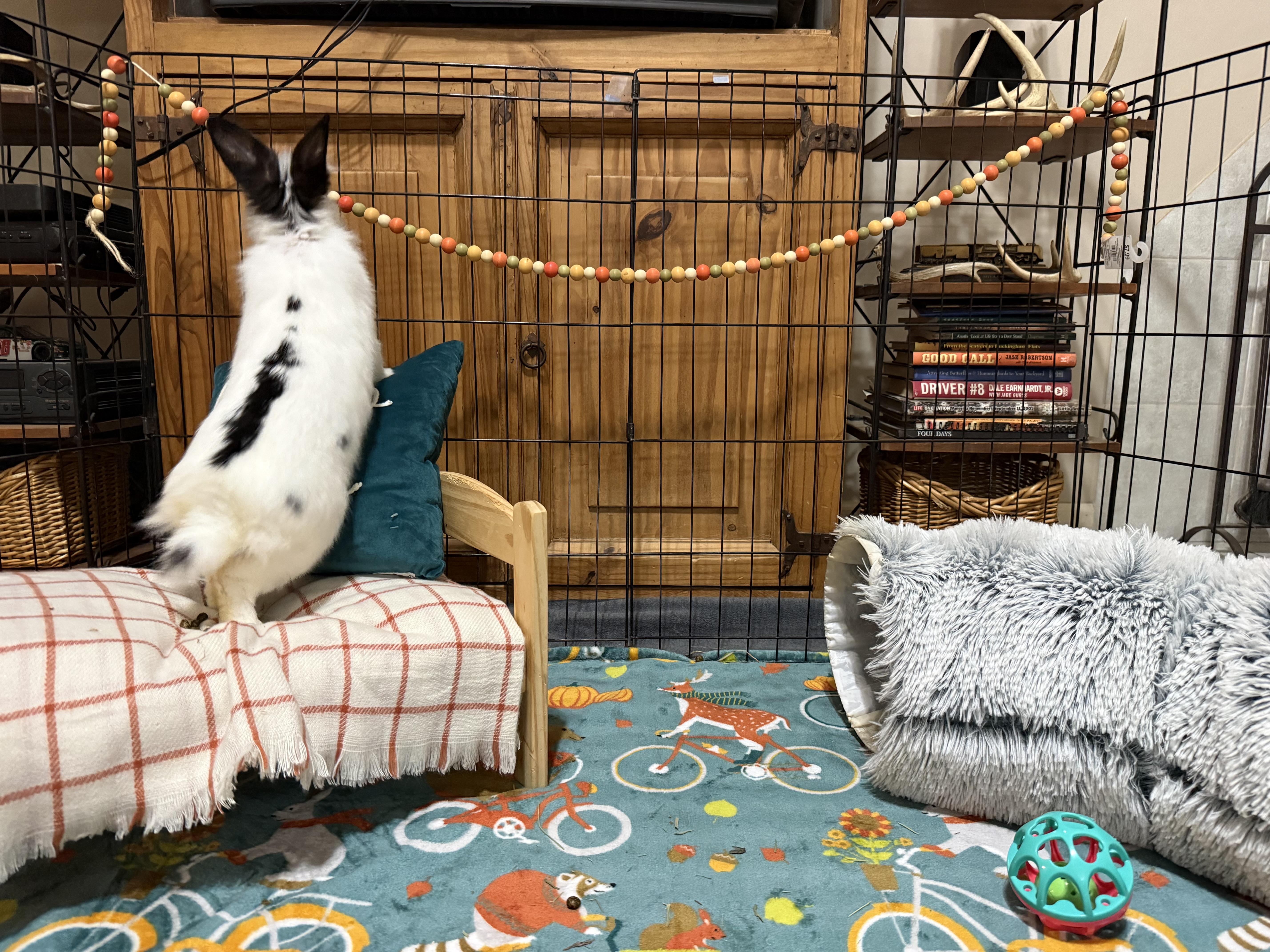 Enlarge Buttons, a Adoptable mixed breed in Little Rock, AR image 4/6