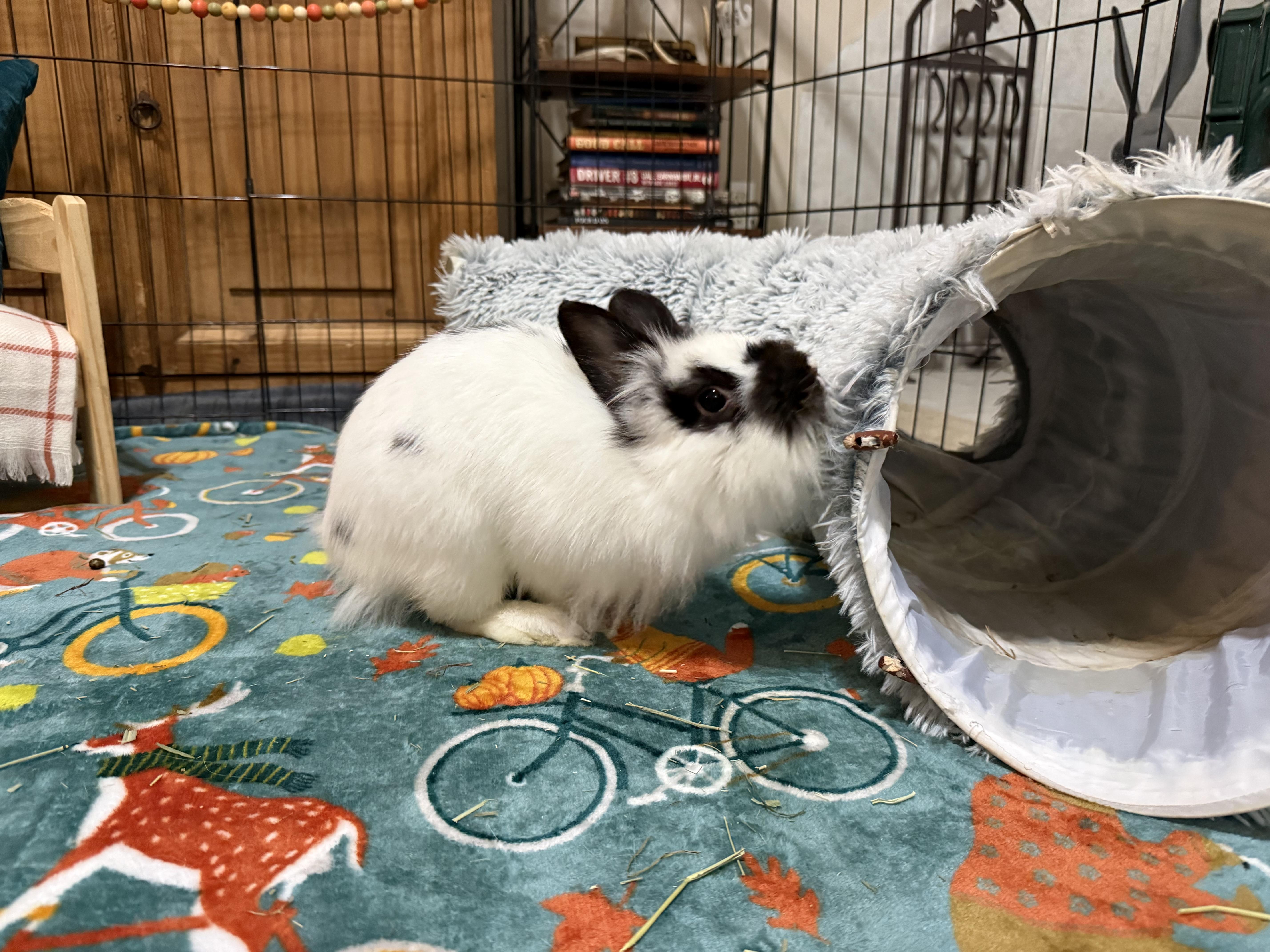 Enlarge Buttons, a Adoptable mixed breed in Little Rock, AR image 5/6