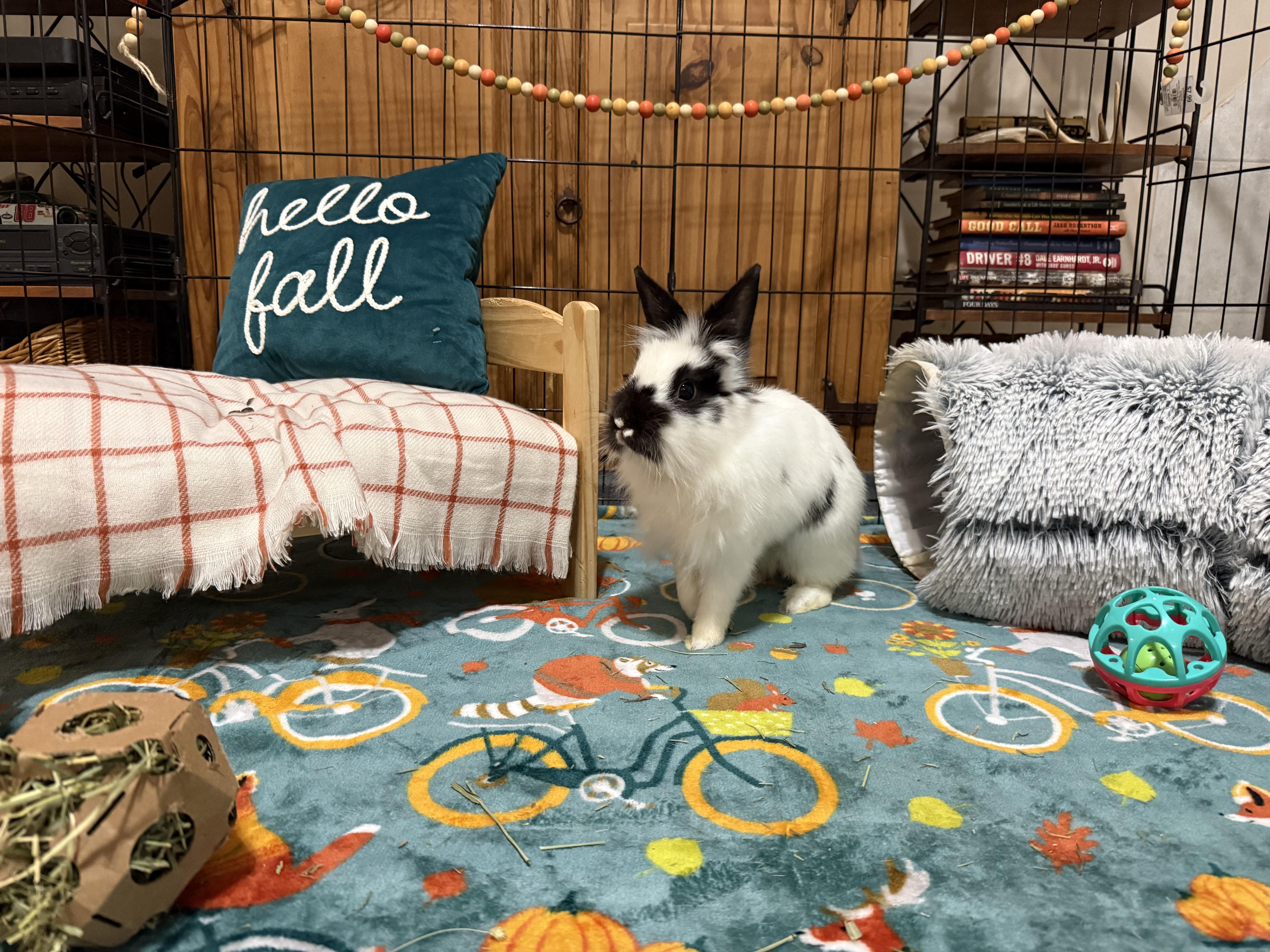 Buttons, Adoptable, Adult Female Dwarf & Lionhead.