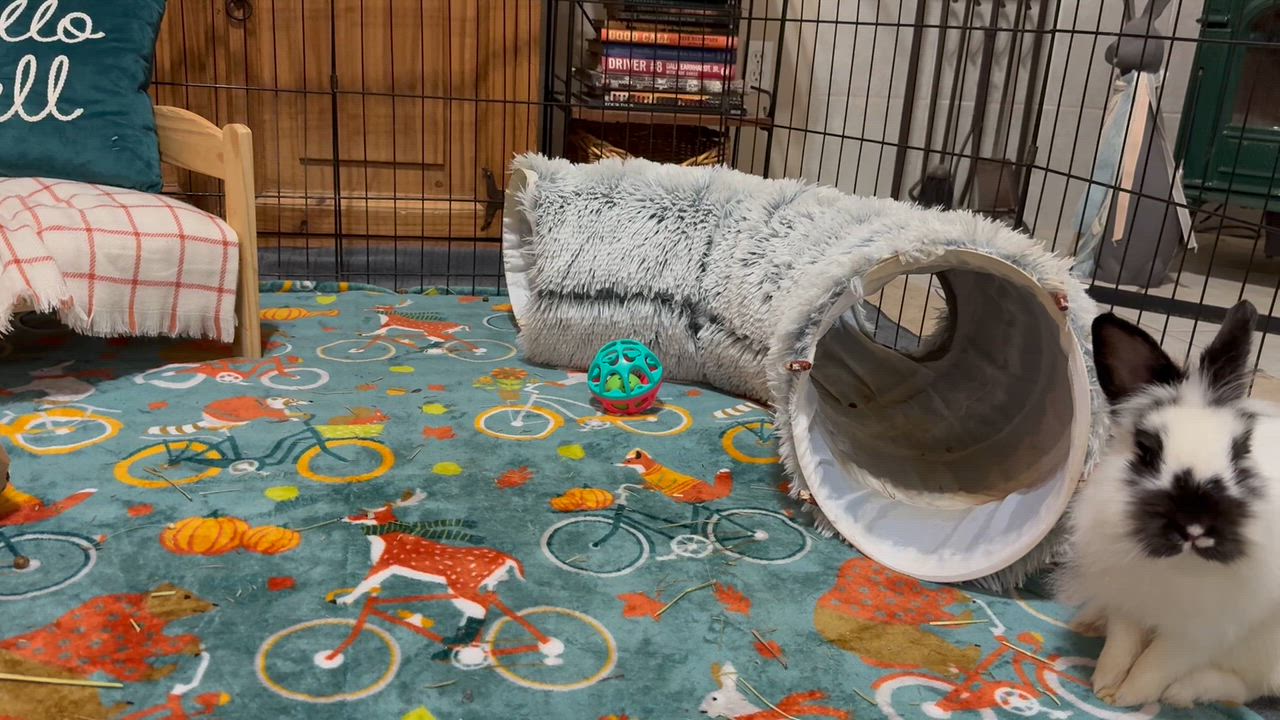 Enlarge Buttons, a Adoptable mixed breed in Little Rock, AR video 6/6