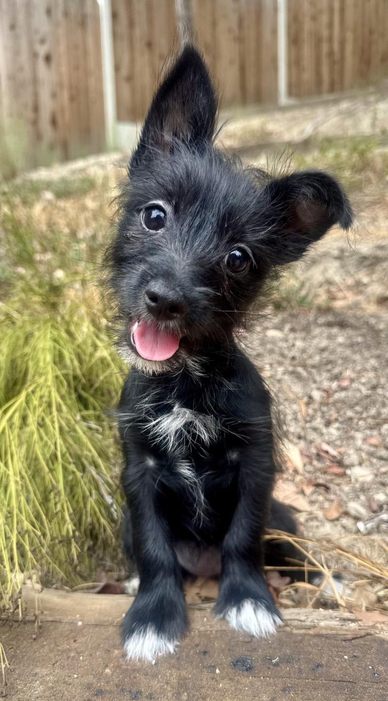 Enlarge Lucia, a Adoptable mixed breed in Valley Village, CA image 3/4
