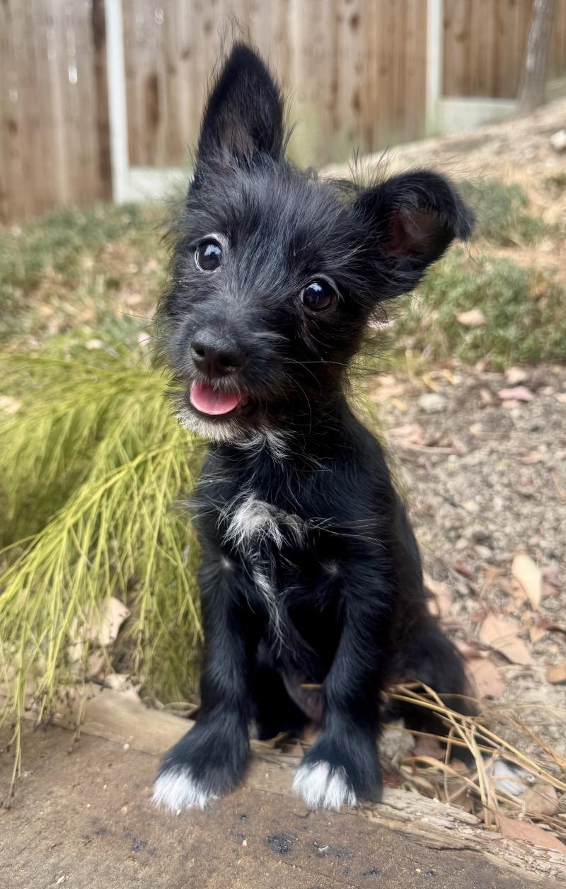 Enlarge Lucia, a Adoptable mixed breed in Valley Village, CA image 4/4
