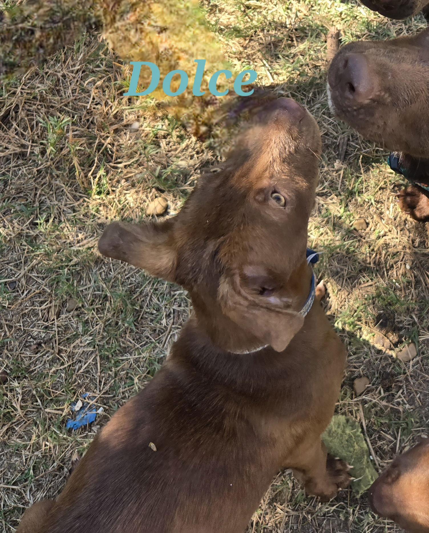 Dolce — thumbnail 4