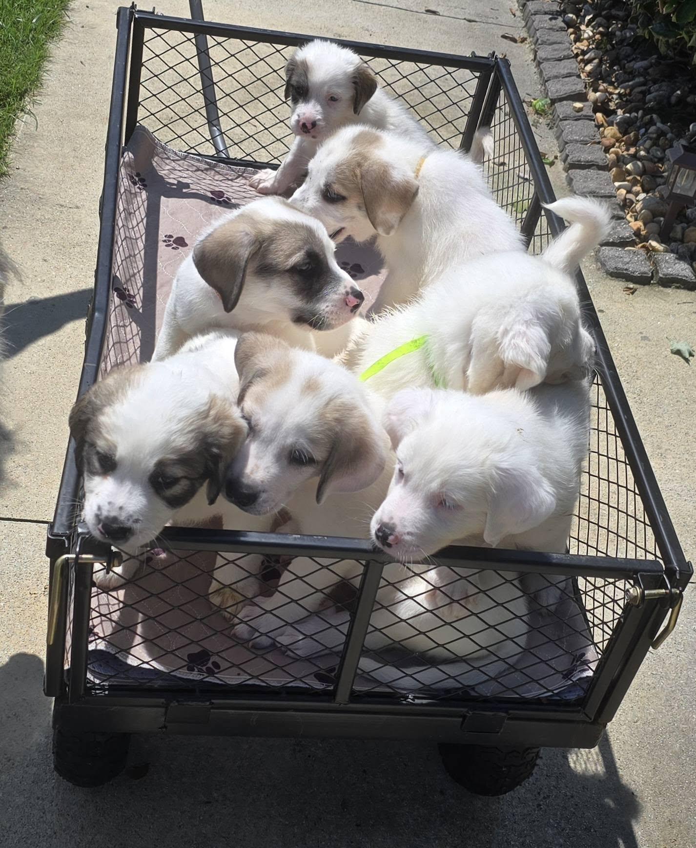 The Jasper Litter