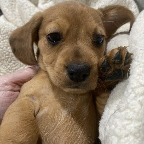Enlarge Biscotti, a Adoptable mixed breed in Lincolnshire, IL image 1/4