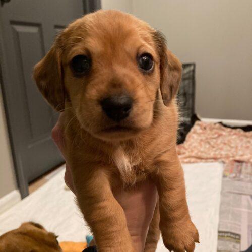 Enlarge Biscotti, a Adoptable mixed breed in Lincolnshire, IL image 2/4