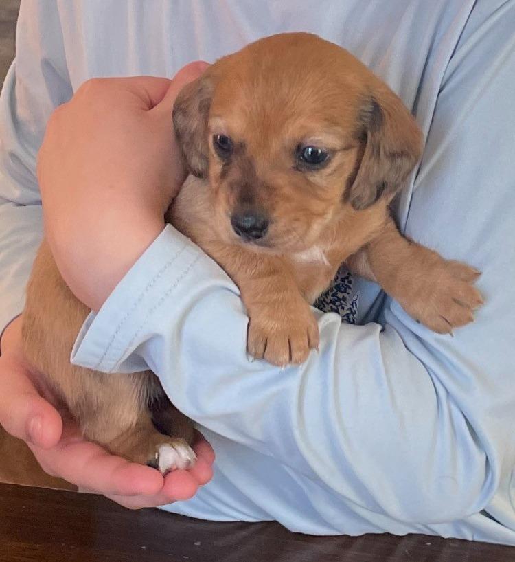 Enlarge Biscotti, a Adoptable mixed breed in Lincolnshire, IL image 3/4