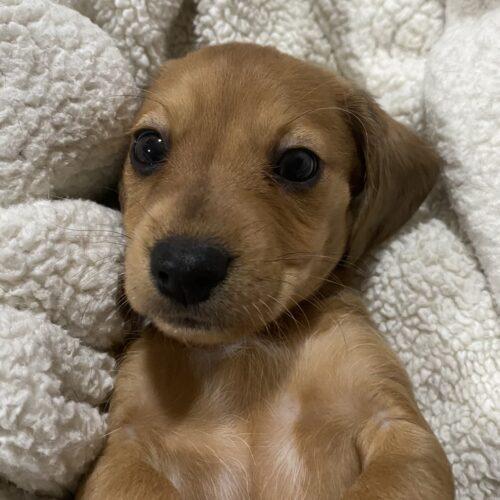 Enlarge Biscotti, a Adoptable mixed breed in Lincolnshire, IL image 4/4