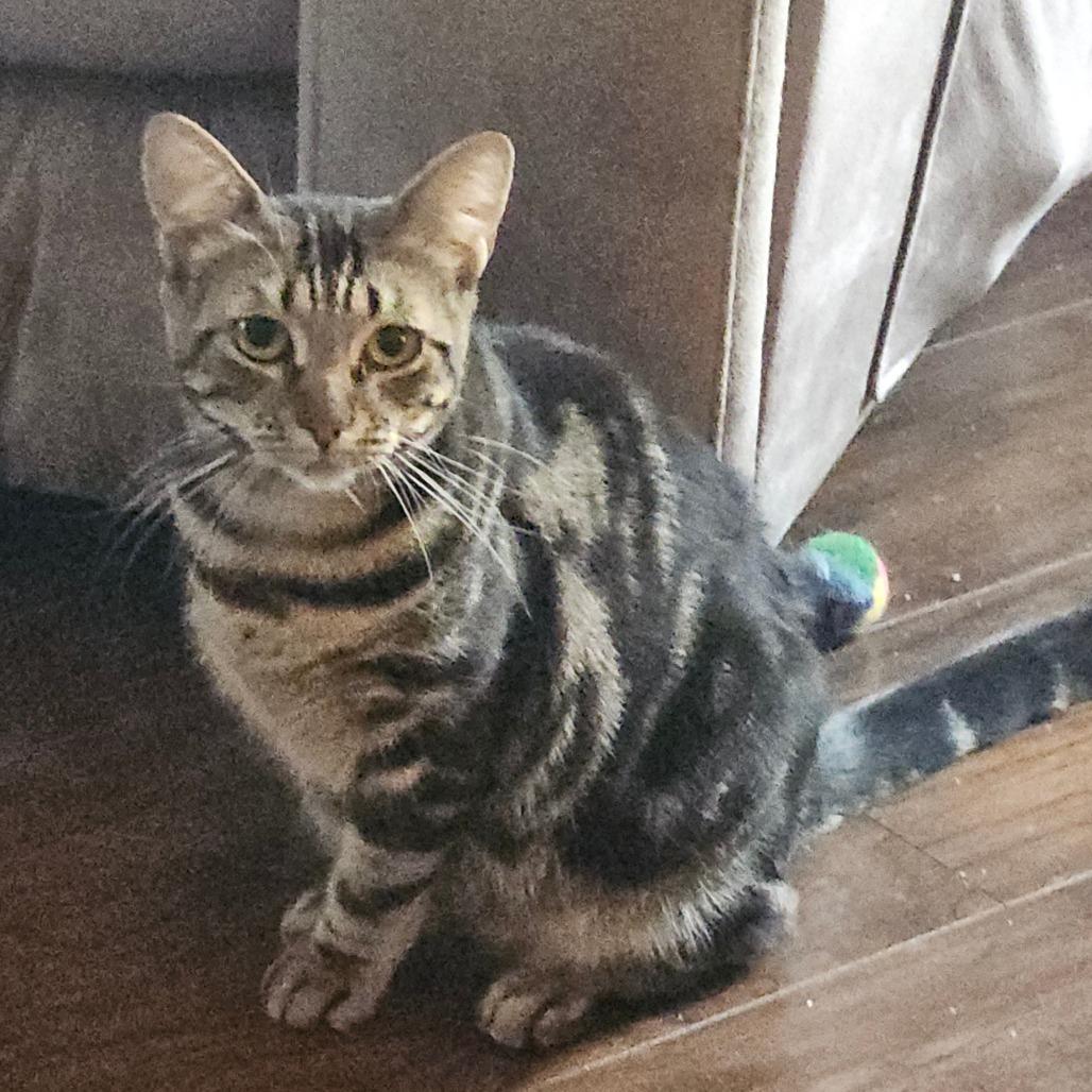 Enlarge Timberfrost (Tripod), a Adoptable Domestic Short Hair in Ringtown, PA image 1/4