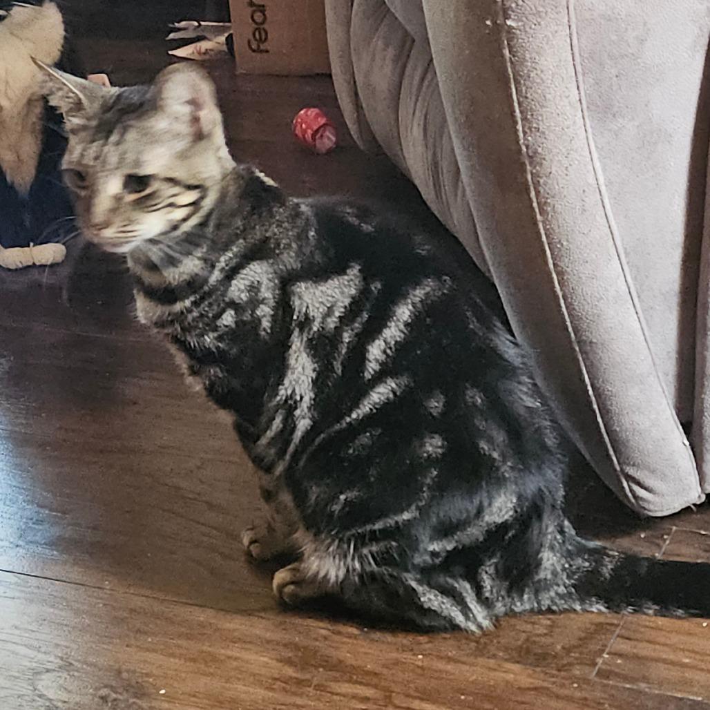 Enlarge Timberfrost (Tripod), a Adoptable Domestic Short Hair in Ringtown, PA image 2/4