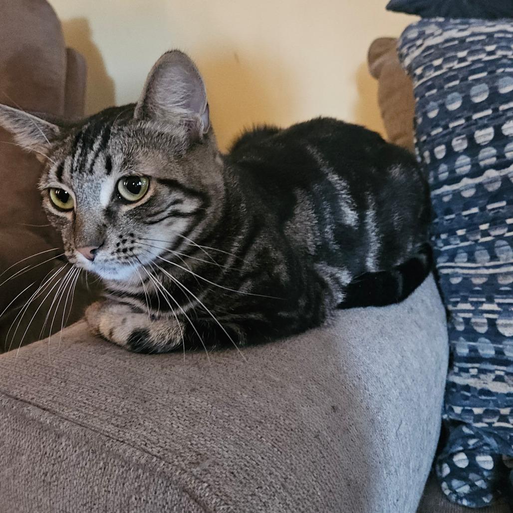 Enlarge Timberfrost (Tripod), a Adoptable Domestic Short Hair in Ringtown, PA image 3/4