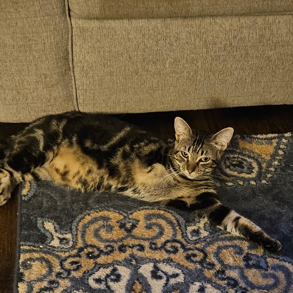 Enlarge Timberfrost (Tripod), a Adoptable Domestic Short Hair in Ringtown, PA image 4/4