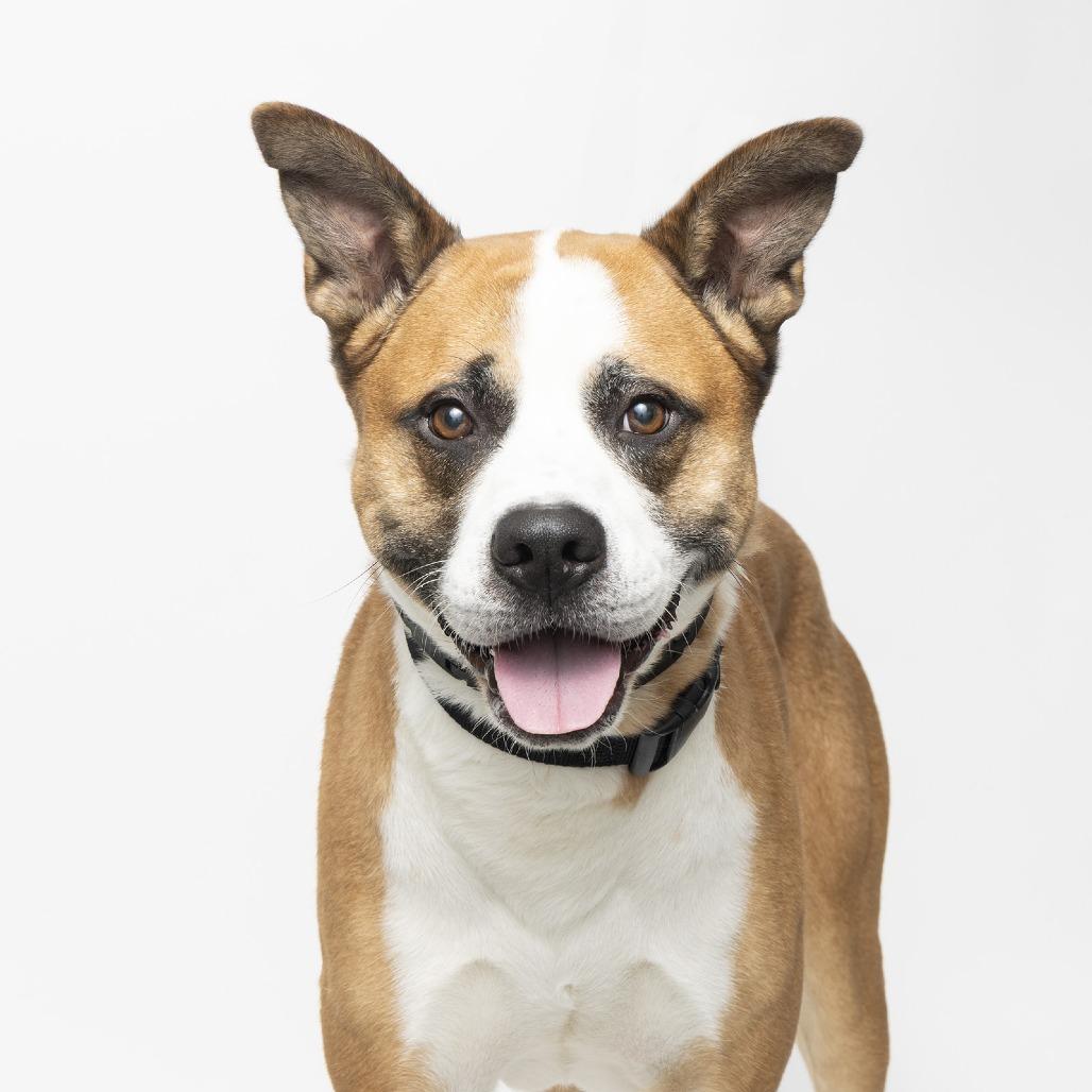 Jax, Adoptable, Adult Male Akita & Mixed Breed.