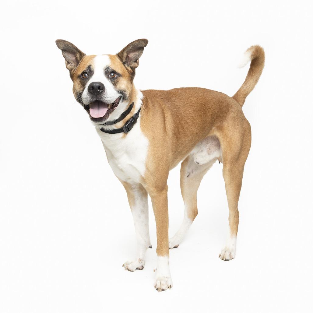 Jax, a Adoptable mixed breed in Franklin, TN image 2/2