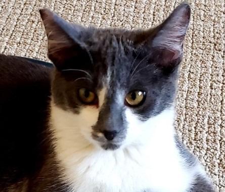 Ruby, Adoptable, Adult Female Domestic Short Hair.