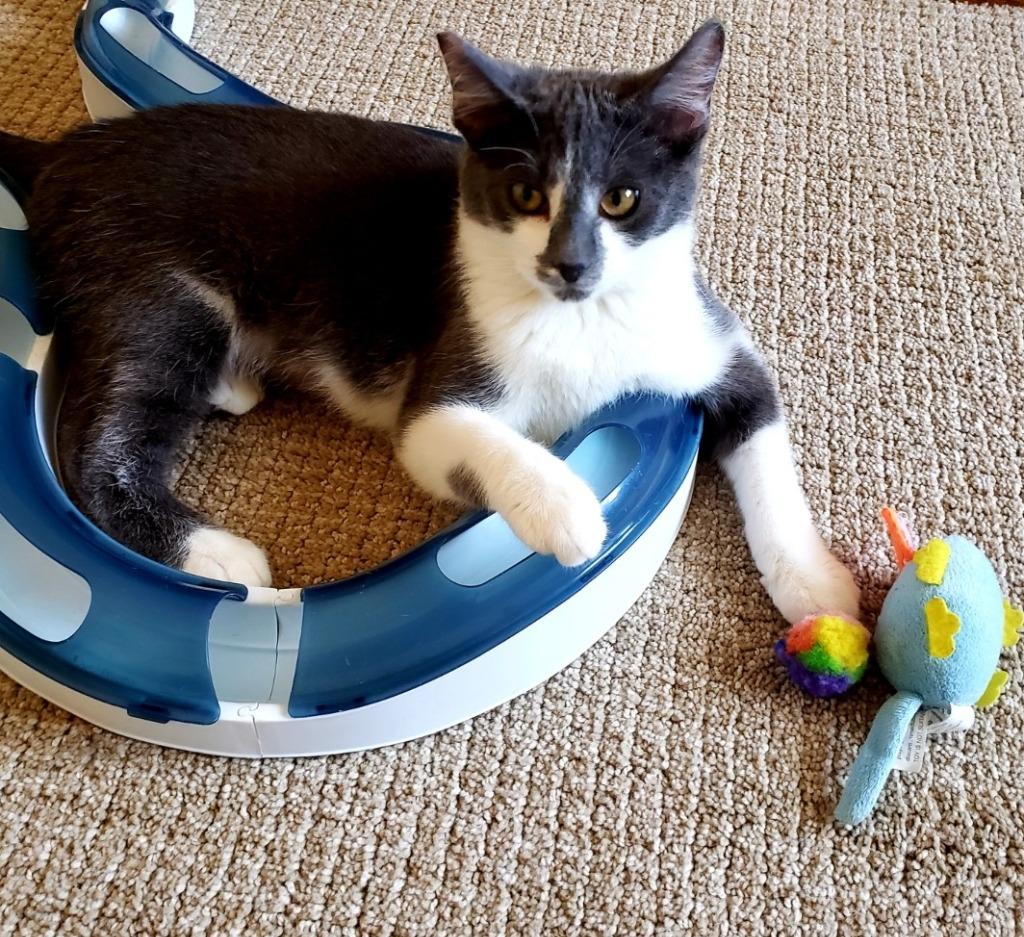 Enlarge Ruby, a Adoptable mixed breed in Lake Forest, CA image 1/4